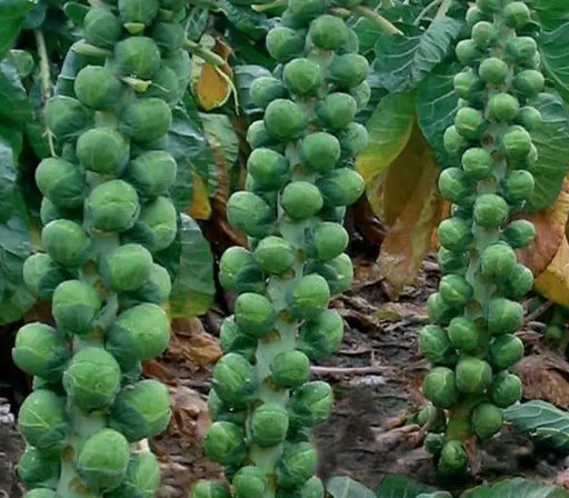 250 Long Island Improved Brussels Sprouts Seeds, Nongmo, Variety Sizes Buy Seeds Online