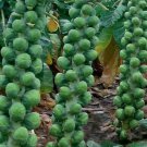250 Long Island Improved Brussels Sprouts Seeds, Nongmo, Variety Sizes Buy Seeds Online