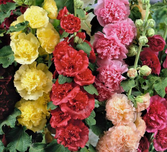 25 Summer Carnival Mix Hollyhock Seeds Nongmo  Seed Store 1194 Buy Seeds Online