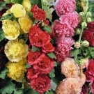 25 Summer Carnival Mix Hollyhock Seeds Nongmo  Seed Store 1194 Buy Seeds Online