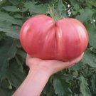 120 German Giant Tomato Seeds  Nongmo  Heirloom  Organic  Huge Fresh Buy Seeds Online
