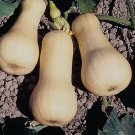 20 Waltham Butternut Winter Squash Seeds, Nongmo, Variety Sizes Sold Buy Seeds Online