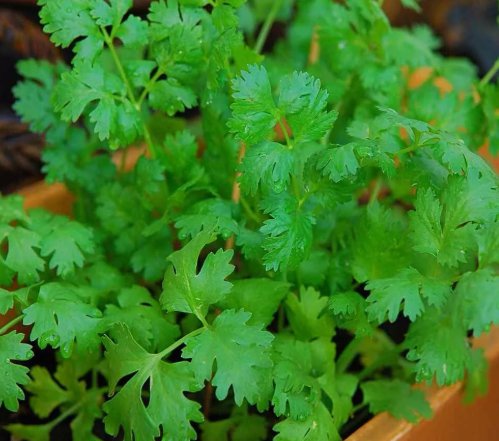 200 Cilantro  Coriander Seeds Heirloom  Nongmo Herb Seeds Buy Seeds Online