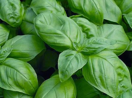 300 Sweet Basil Seeds Heirloom  Nongmo  Herb Seeds 1130 Buy Seeds Online