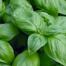 300 Sweet Basil Seeds Heirloom  Nongmo  Herb Seeds 1130 Buy Seeds Online