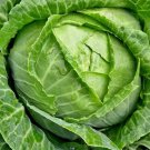 500 Copenhagen Market Early Cabbage Seeds Heirloomseedguy 2025 NonGmo Buy Seeds Online