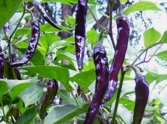 50Cayenne Purple Hot Pepper Seeds, NonGmo, Variety Sizes Sold Buy Seeds Online