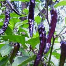 50Cayenne Purple Hot Pepper Seeds, NonGmo, Variety Sizes Sold Buy Seeds Online