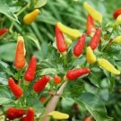 30 Tabasco Pepper Seeds Non Gmo  Seed Store 1015 Buy Seeds Online