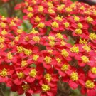 500 Red Yarrow Seeds NonGmo  Seed Store 1267 Buy Seeds Online