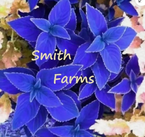 25 Seeds Blue Coleus Flowers Easy To Grow Garden Buy Seeds Online