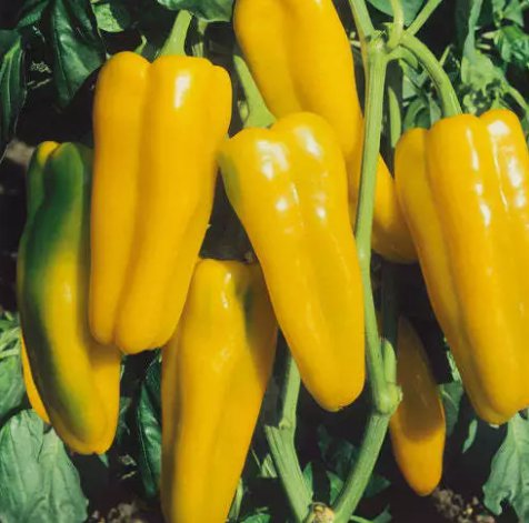 50 Seeds Golden Marconi Sweet Pepper  Vegetable Garden NonGmo Buy Seeds Online