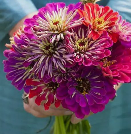 100 Seeds Zinnia Meteor Shower Mixed Colors 5" Flowers Hard To Find  NonGmo Buy Seeds Online