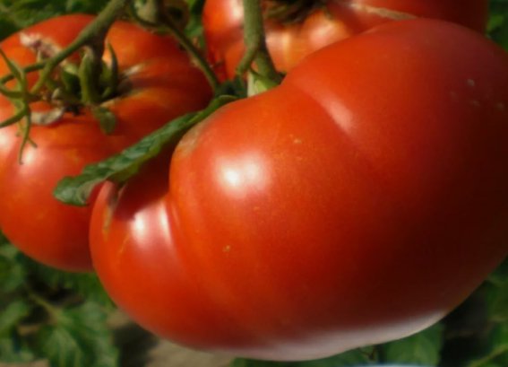 30 Mortgage Lifter Tomato Seeds, Enormous Beefsteak Tomato, NonGmo Buy Seeds Online