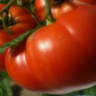 30 Mortgage Lifter Tomato Seeds, Enormous Beefsteak Tomato, NonGmo Buy Seeds Online