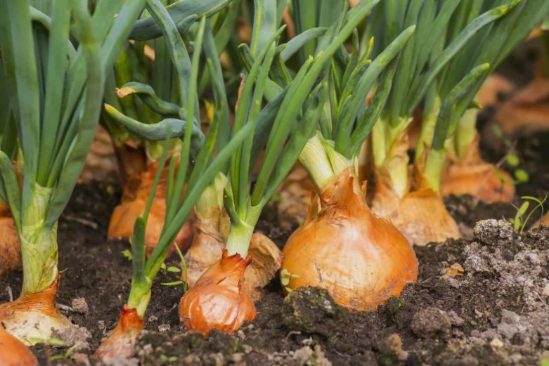 200 Yellow Spanish Sweet Onion Seeds Heirloomseedguy 2025 Non Gmo Buy Seeds Online