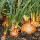 200 Yellow Spanish Sweet Onion Seeds Heirloomseedguy 2025 Non Gmo Buy Seeds Online