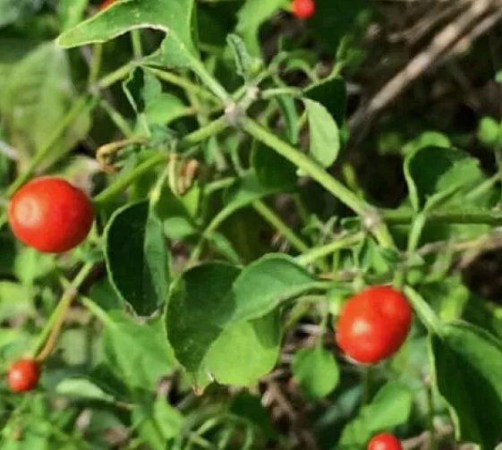 25 Chiltepin Tepin Chile Pequin Birds Eye Pepper Seeds  1284 Buy Seeds Online