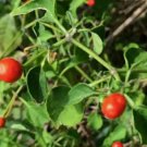 25 Chiltepin Tepin Chile Pequin Birds Eye Pepper Seeds  1284 Buy Seeds Online