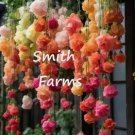25 Seeds Rainbow Weeping Begonia Flowers Beautiful Hanging Basket Plant Buy Seeds Online