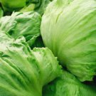 800 Iceberg Lettuce Head Seeds Garden Salads NonGmo Crisphead Buy Seeds Online