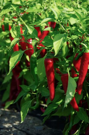 50 Cayenne Large Red Thick Pepper Seeds, NonGmo, Variety Sizes Sold Buy Seeds Online