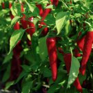 50 Cayenne Large Red Thick Pepper Seeds, NonGmo, Variety Sizes Sold Buy Seeds Online