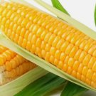 15 Early Golden Bantam Sweet Corn Seeds, NonGmo, Heirloom Buy Seeds Online