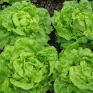 700 Tom Thumb Leaf Lettuce Seeds, Butterhead, Bibb, NonGmo, Heirloom Buy Seeds Online