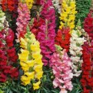 5000 Snapdragon Flower Seeds  Beautiful Tall Mixed Colors Garden Buy Seeds Online