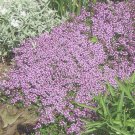 3500 Dwarf Creeping Thyme Seeds, Thymus Serpyllum, Ground Cover Buy Seeds Online