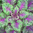 250 Red Russian Kale Seeds NonGmo  Seed Store 1099 Buy Seeds Online