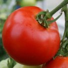 30 Abe Lincoln Tomato Seeds, Large Round Tomato, Heirloom, NonGmo Buy Seeds Online