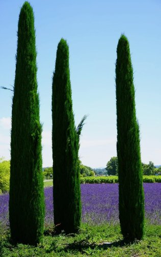 200 Seeds Landscapers Select! Italian Cypress Cupressus Sempervirens Srtricta  Buy Seeds Online