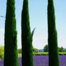200 Seeds Landscapers Select! Italian Cypress Cupressus Sempervirens Srtricta  Buy Seeds Online