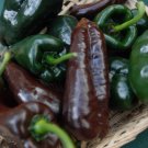 30 Ancho Poblano Chile Pepper Seeds, Chili, NonGmo, Variety Packets Sold Buy Seeds Online
