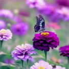 200  Zinnia Seeds Purple Prince Flower Seeds Non Gmo Butterflies Buy Seeds Online