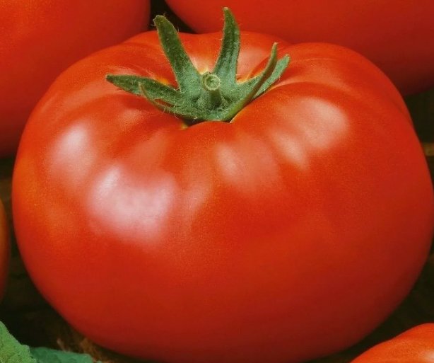 50 Red Brandywine Tomato Seeds Indeterminate Vegetable Garden Buy Seeds Online