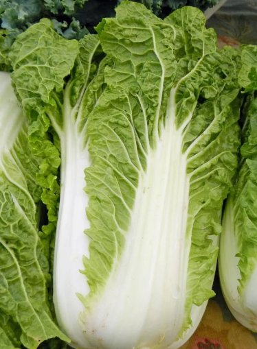 300 Michihili, Chinese Cabbage Seeds, NonGmo, Variety Sizes Buy Seeds Online