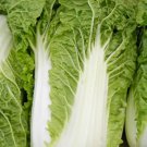 300 Michihili, Chinese Cabbage Seeds, NonGmo, Variety Sizes Buy Seeds Online