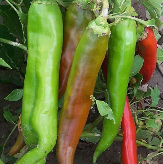 50 New Mexico Big Jim Chili Pepper Seeds, Numex, Hatch, Ristra Buy Seeds Online