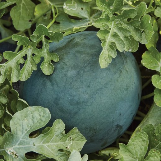15 Sugar Baby Watermelon Seeds, NonGmo, Icebox Watermelon, Compact Seeds Online