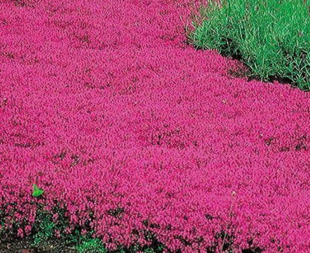 500 Seeds Creeping Thyme Red Groundcover Perennial Low Herb Fragrant  NonGmo BuySeeds Online