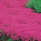 500 Seeds Creeping Thyme Red Groundcover Perennial Low Herb Fragrant  NonGmo BuySeeds Online