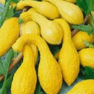 10 Yellow Crookneck Summer Squash Seeds NonGmo Variety Sizes Sold Buy Seeds Online
