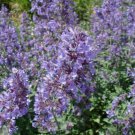 300 Catnip Seeds Nepeta Cataria NonGmo Variety Sizes Cat Lovers Buy Seeds Online