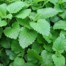 600 Lemon Balm Seeds Melissa Sweet Balm Mint NonGmo Variety Sizes Buy Seeds Online