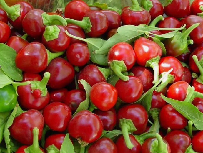 50 Red CherryHot Pepper Seeds Cherry Bombs Pimenta NonGmo Heirloom Buy Seeds Online