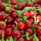 50 Red CherryHot Pepper Seeds Cherry Bombs Pimenta NonGmo Heirloom Buy Seeds Online