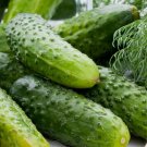 30 Boston Pickling Cucumber Seeds Green Prolific Gherkin NonGmo Buy Seeds Online